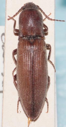 Réf. 269 284 : Agriotes pilosellus